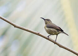 Anjouan Sunbird