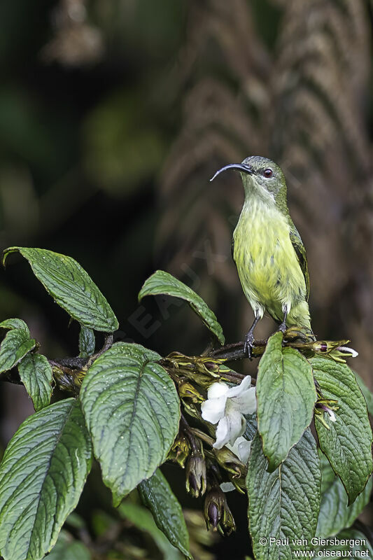 Metallic-winged Sunbird (jefferyi) female adult