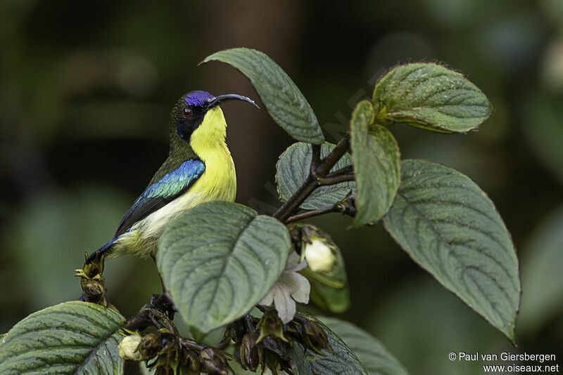 Luzon Sunbird male adult