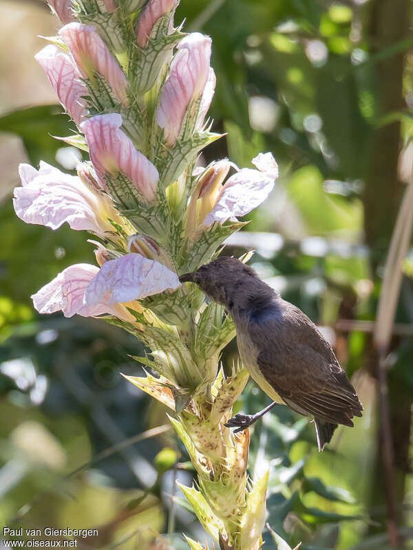 Oustalet's Sunbird female adult