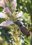 Oustalet's Sunbird