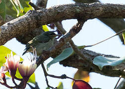 Bates's Sunbird