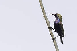 South Moluccan Sunbird
