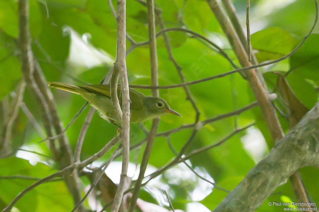 Fraser's Sunbird