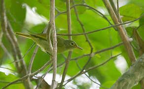 Fraser's Sunbird