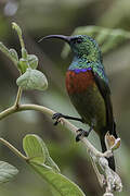 Forest Double-collared Sunbird