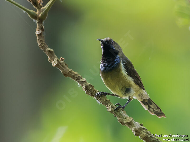 Principe Sunbird