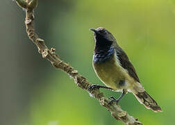 Principe Sunbird