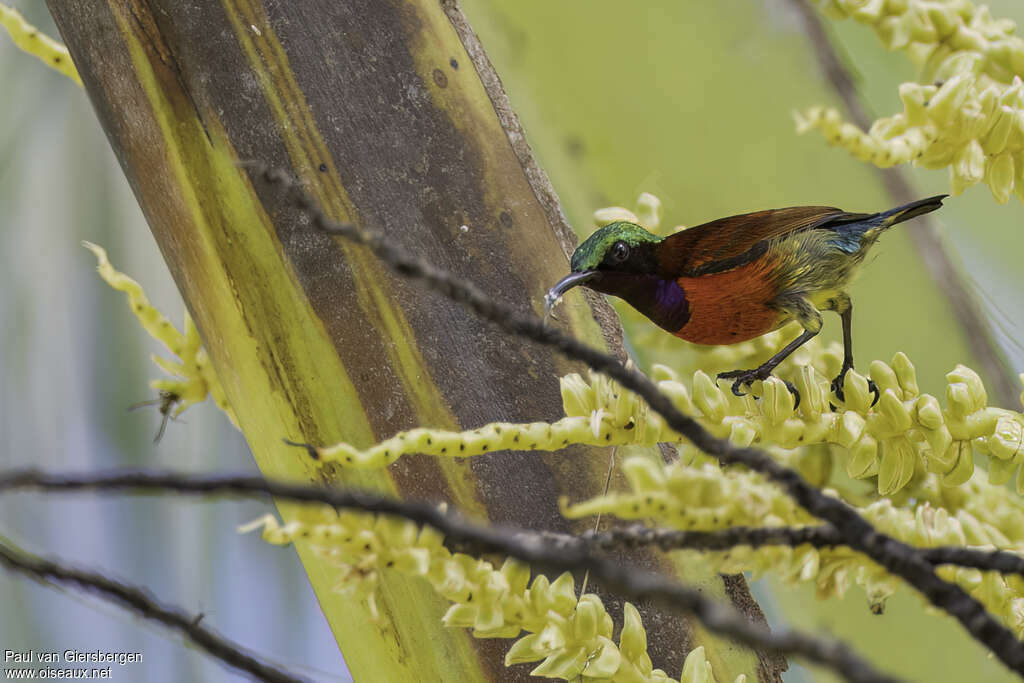 Purple-throated Sunbird male adult