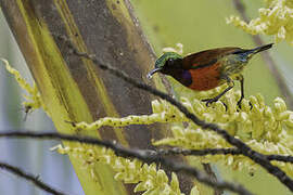 Purple-throated Sunbird