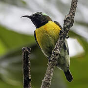 Purple-throated Sunbird