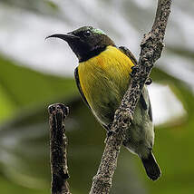 Souimanga de Hasselt