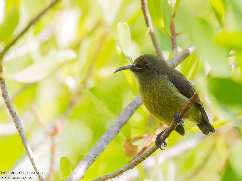 Humblot's Sunbirdimmature, identification