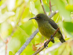 Humblot's Sunbird