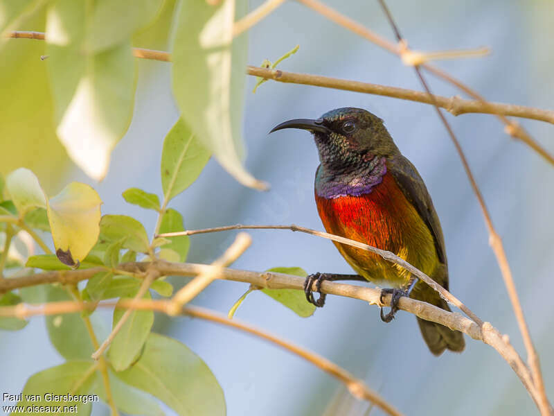 Humblot's Sunbird male adult breeding, identification