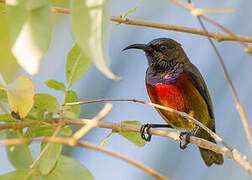 Humblot's Sunbird