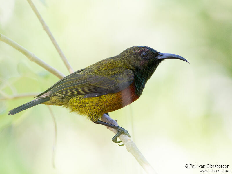 Humblot's Sunbird