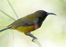 Humblot's Sunbird