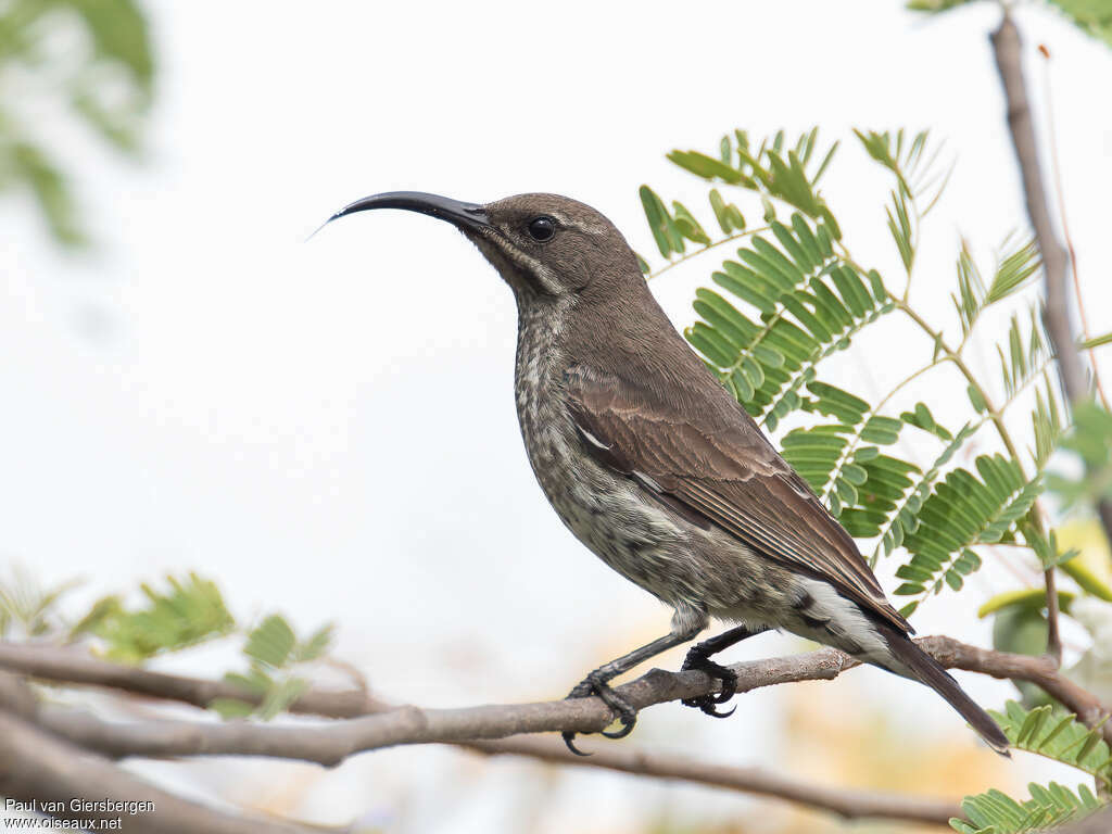 Hunter's Sunbird female adult, identification