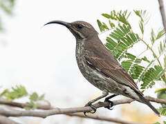 Hunter's Sunbird