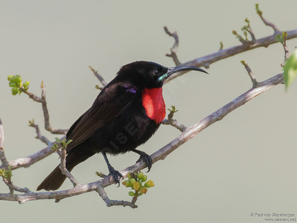 Hunter's Sunbird male adult