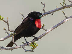 Hunter's Sunbird