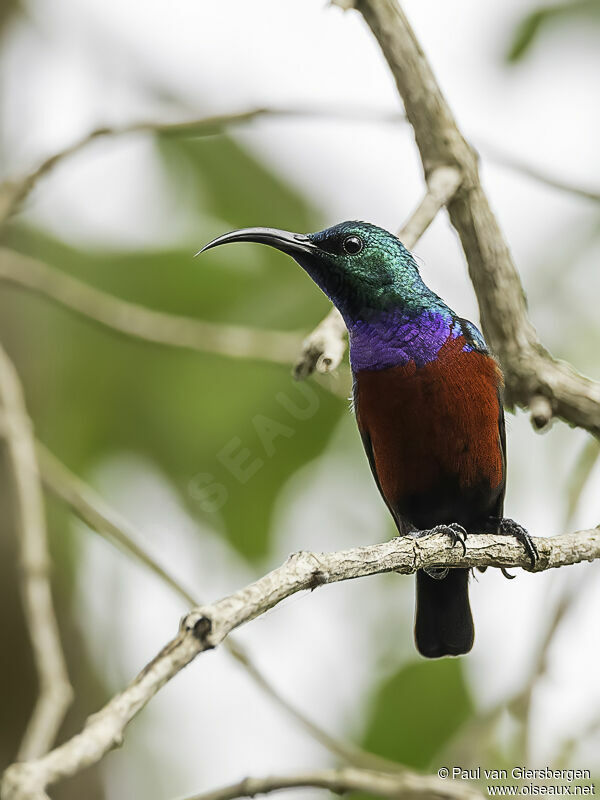 Johanna's Sunbird male adult