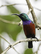 Johanna's Sunbird