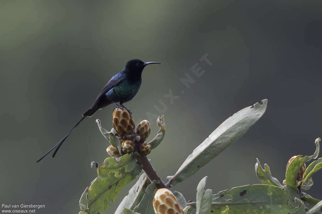 Scarlet-tufted Sunbird male adult, identification