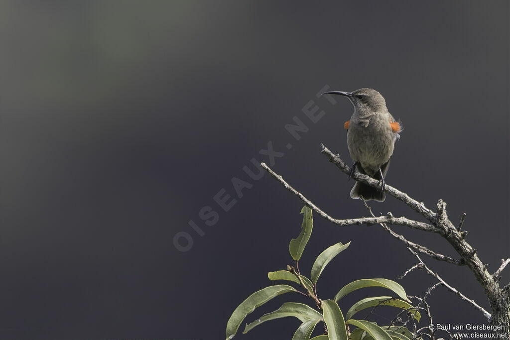 Scarlet-tufted Sunbird female adult