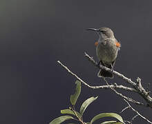 Scarlet-tufted Sunbird