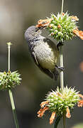 Ludwig's Double-collared Sunbird