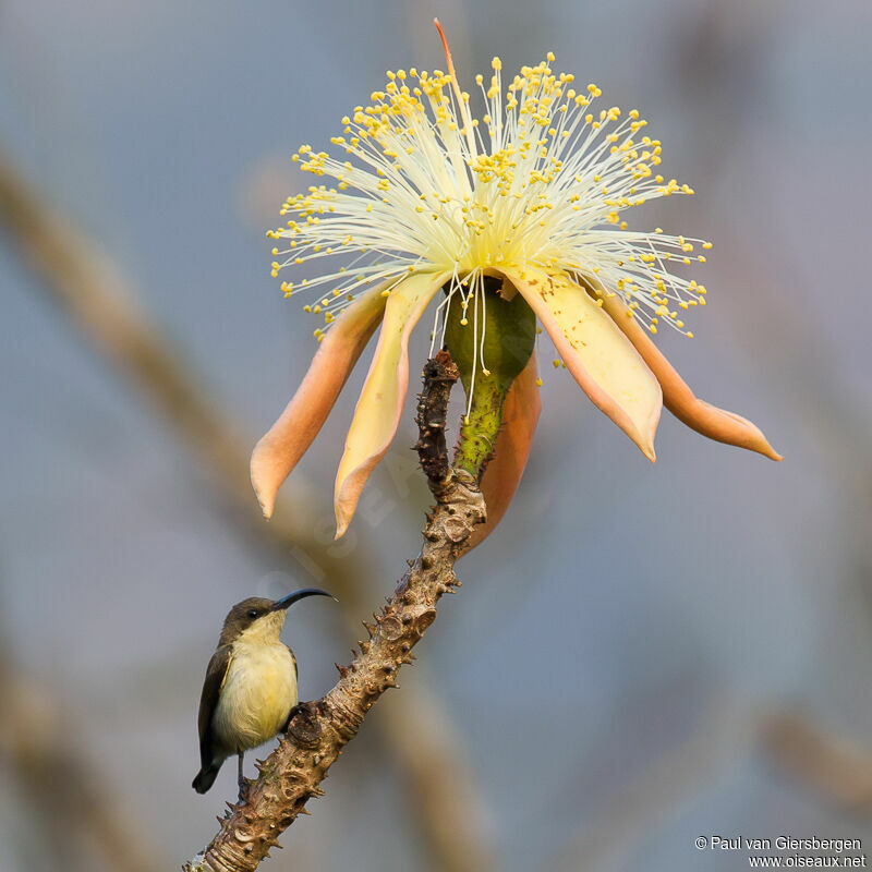 Loten's Sunbird