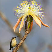 Loten's Sunbird