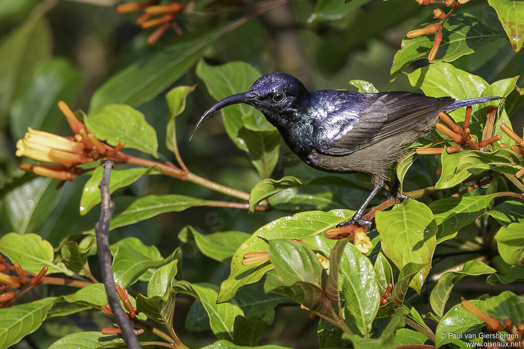 Loten's Sunbird male adult