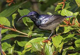 Loten's Sunbird