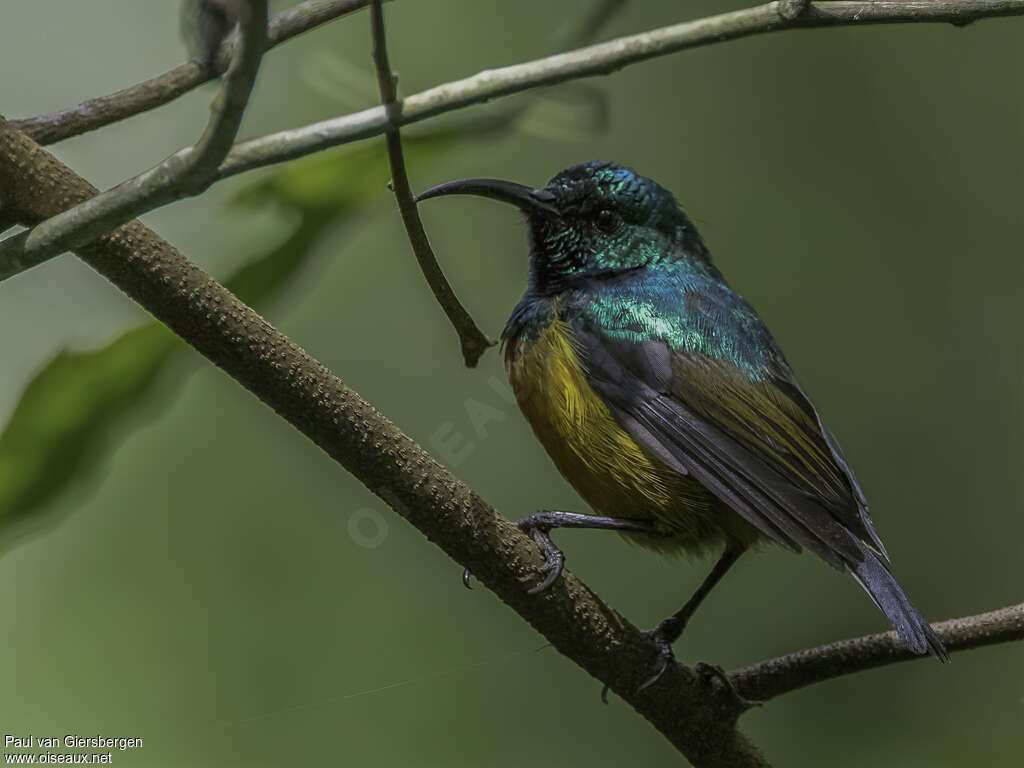 Loveridge's Sunbird male adult, identification