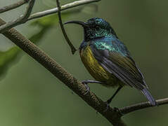 Loveridge's Sunbird