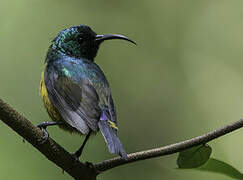 Loveridge's Sunbird