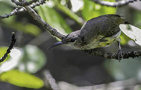 Copper-throated Sunbird