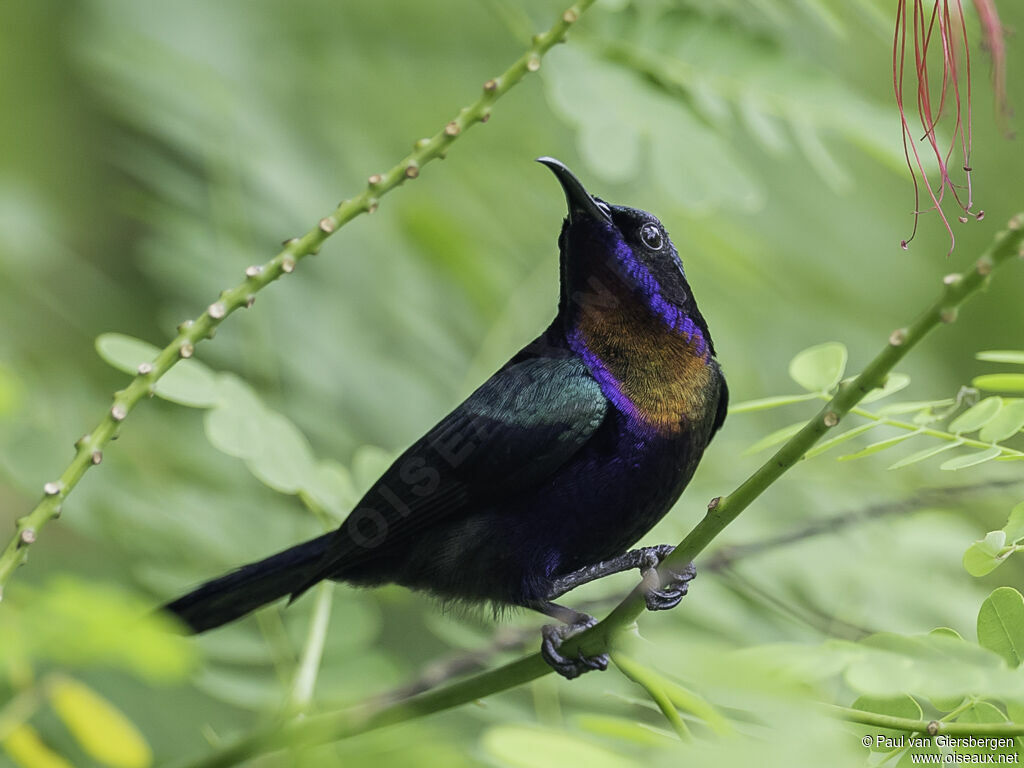 Copper-throated Sunbird male adult