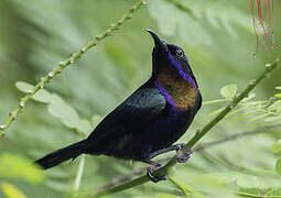 Copper-throated Sunbird