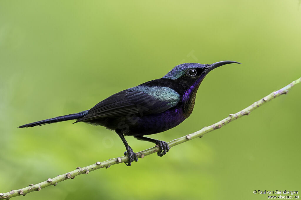 Copper-throated Sunbird male adult