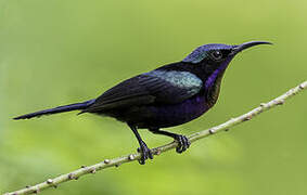 Copper-throated Sunbird