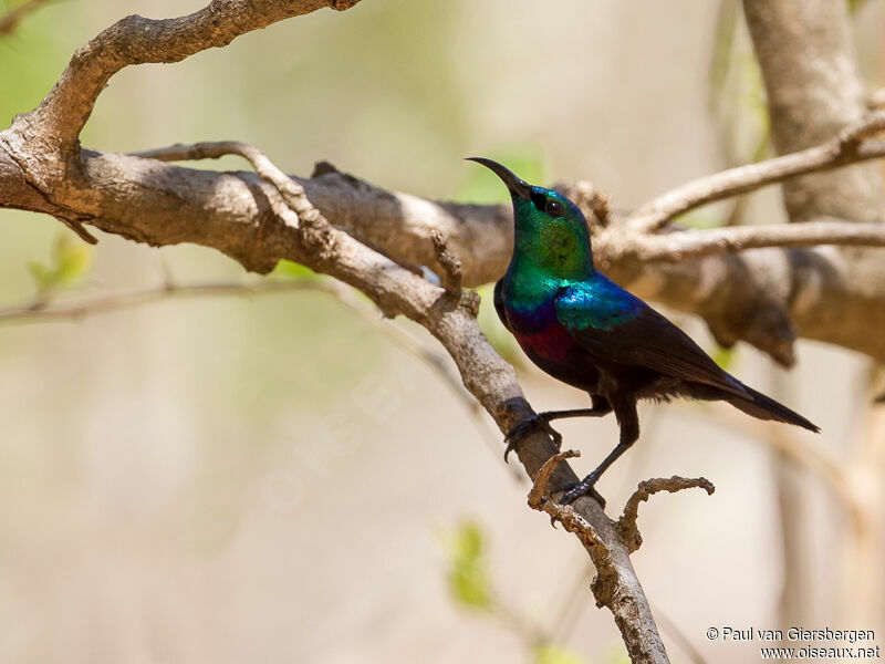 Marico Sunbird