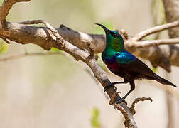 Marico Sunbird