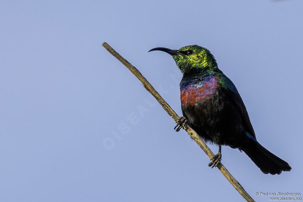Marico Sunbird male adult