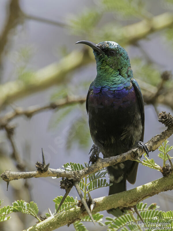 Marico Sunbird male adult