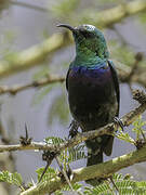 Marico Sunbird