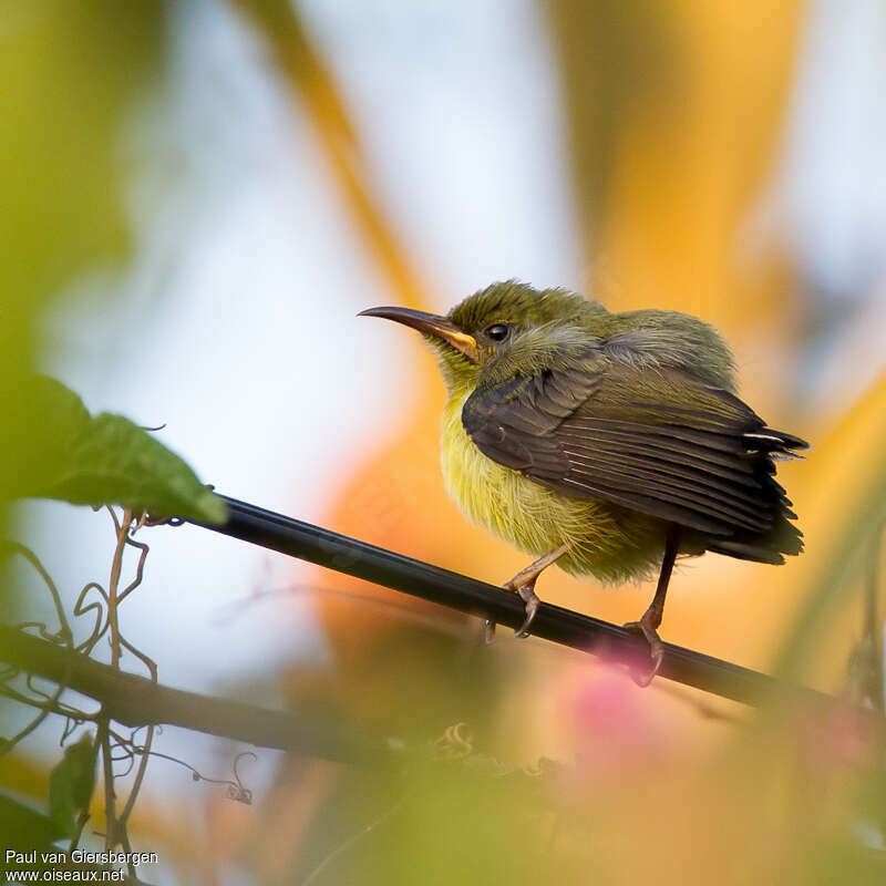 Mayotte Sunbird